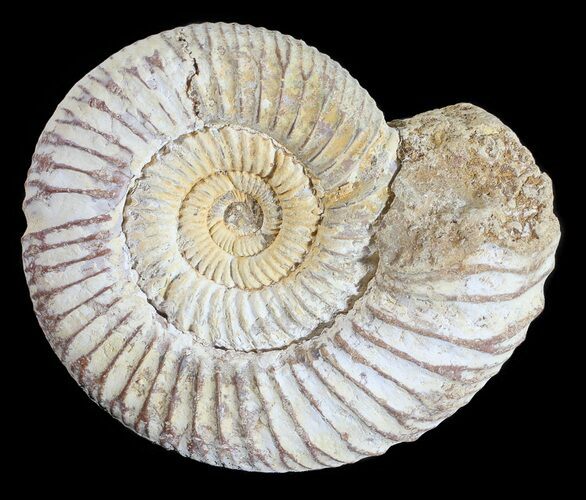Perisphinctes Ammonite - Jurassic #54247